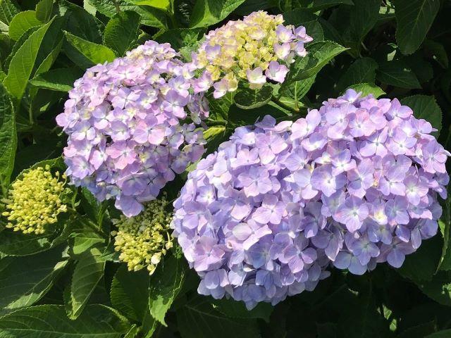0601ajisai1