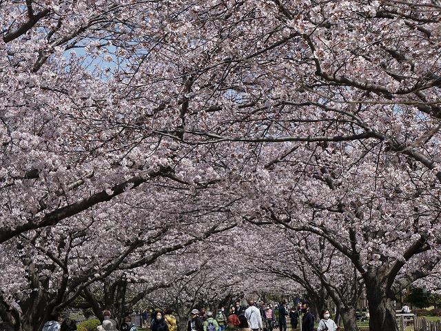 0406hikichigawa1